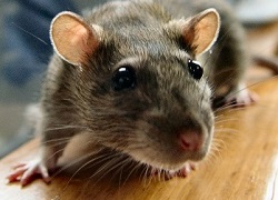 mouse extermination in Boca Raton, FL